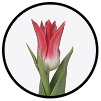 Tulipa Chic Rosé