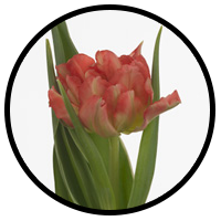 Tulipa Monte Pink